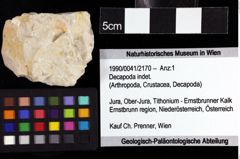 Foto (Objket + Etiketten) von Decapoda indet. 